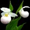 Башмачок королевы белый / Cypripedium reginae alba, Garden Orchid